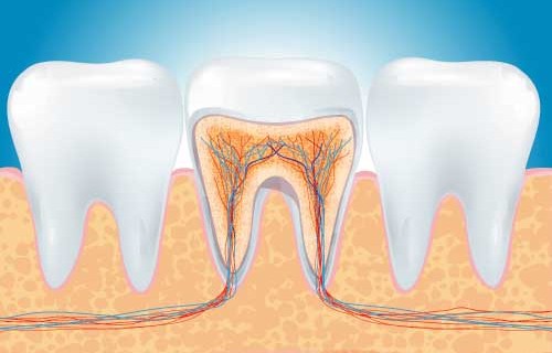 endodonzia-1