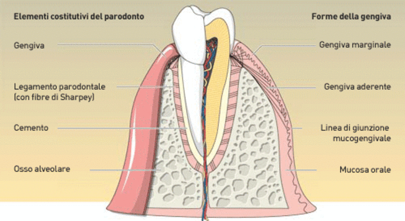 paradontologia-1