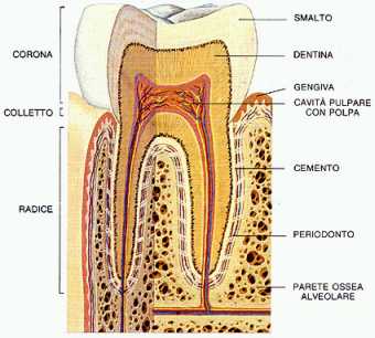 paradontologia